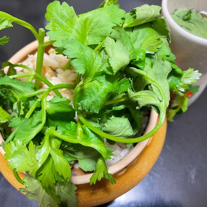 パクチーの炊き込みご飯（植木鉢風）